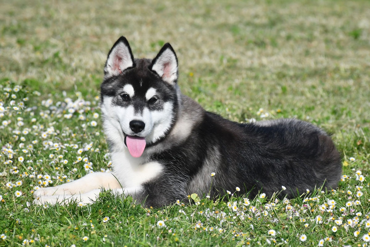 Chiot Siberian Husky de la source du Montet