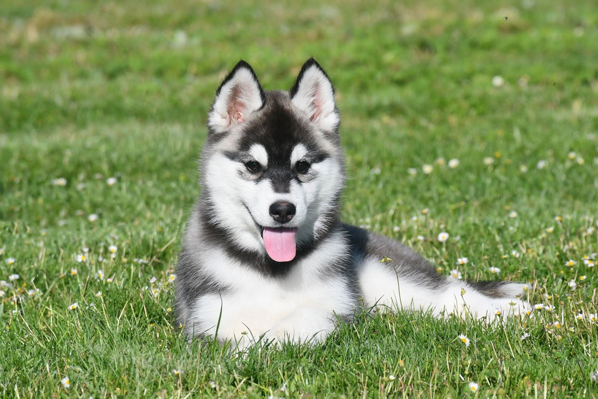 de la source du Montet - Chiots disponibles - Siberian Husky