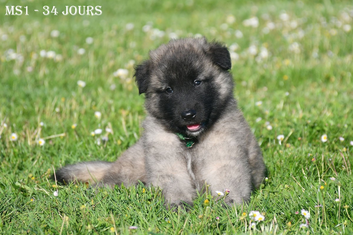 de la source du Montet - Chiots disponibles - Berger Belge