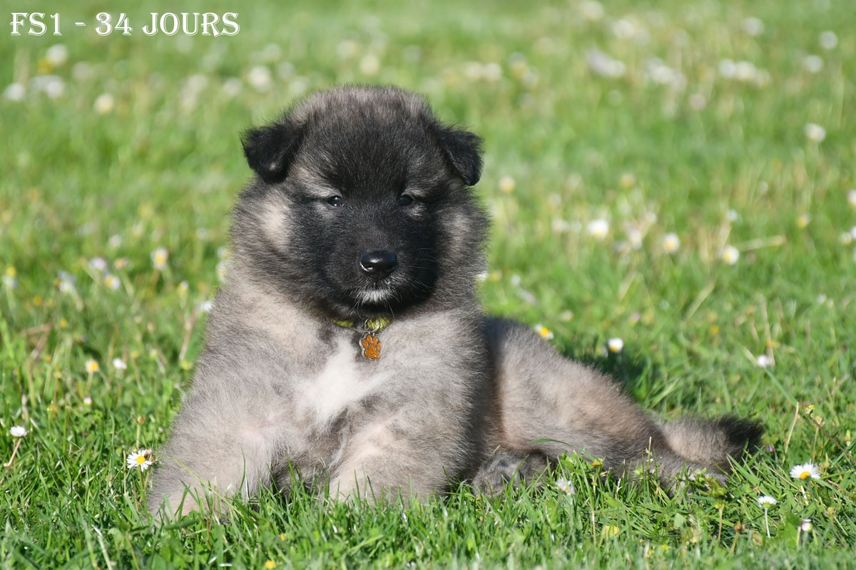 de la source du Montet - Chiots disponibles - Berger Belge