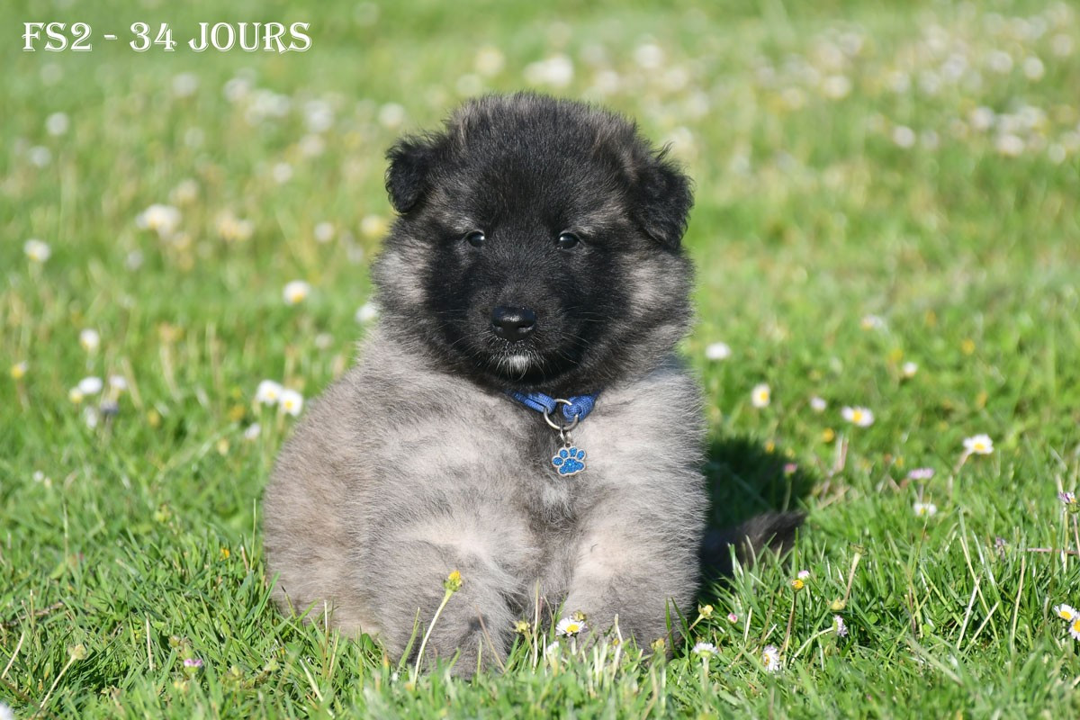 de la source du Montet - Chiots disponibles - Berger Belge