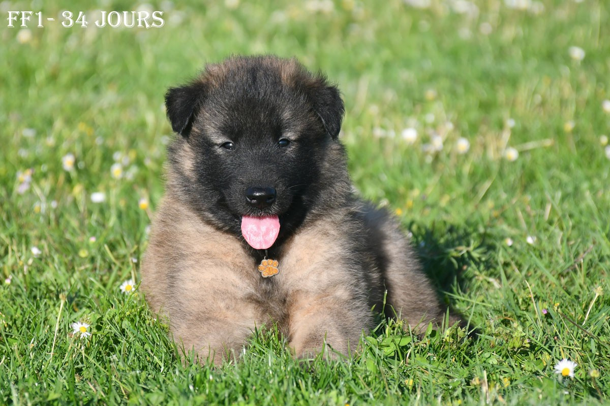 de la source du Montet - Chiots disponibles - Berger Belge
