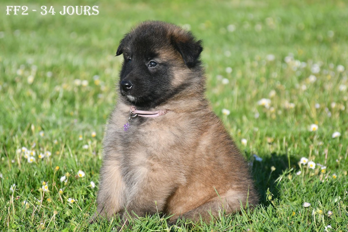 de la source du Montet - Chiots disponibles - Berger Belge