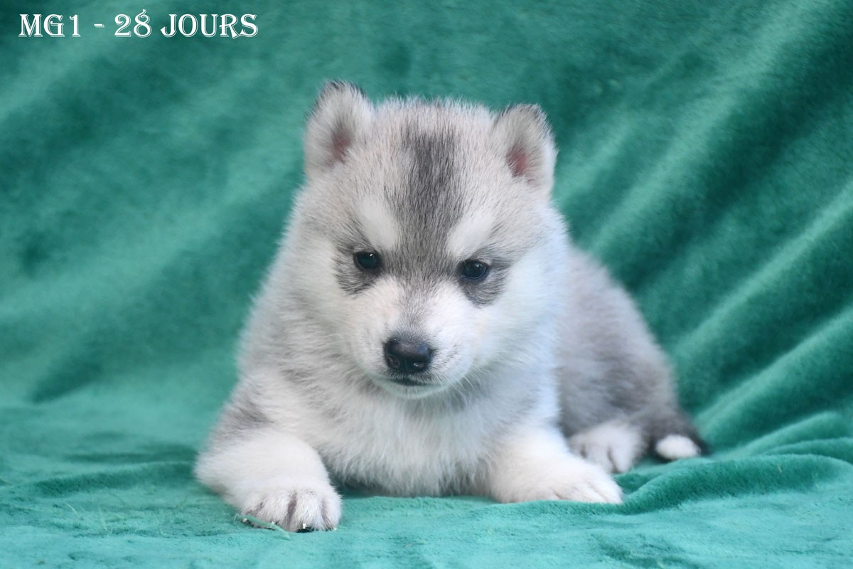 de la source du Montet - Chiots disponibles - Siberian Husky