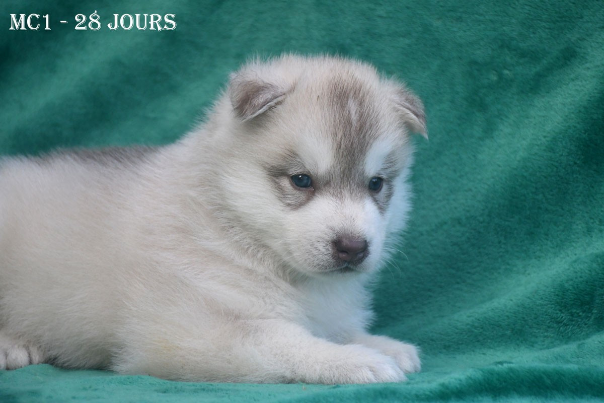 de la source du Montet - Chiots disponibles - Siberian Husky