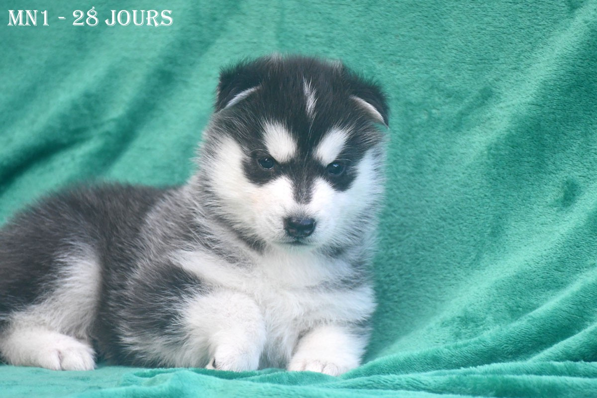de la source du Montet - Chiots disponibles - Siberian Husky