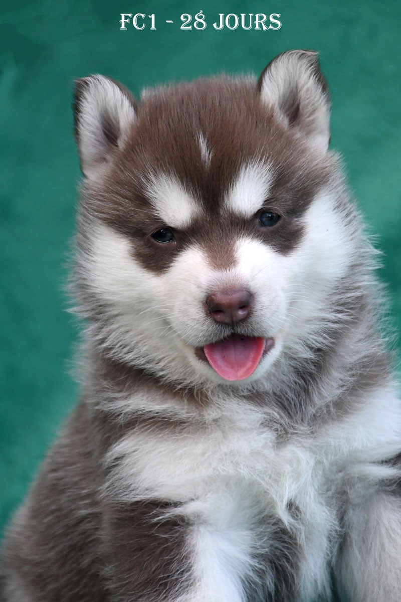de la source du Montet - Chiots disponibles - Siberian Husky