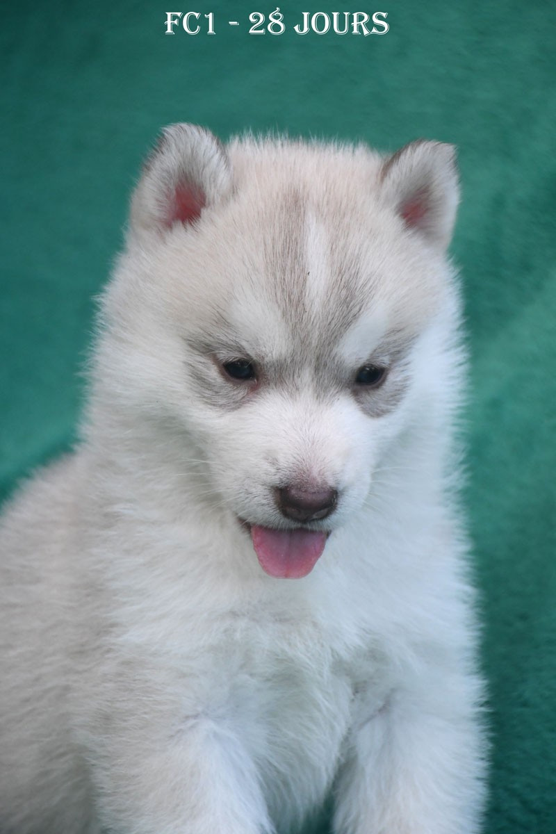 de la source du Montet - Chiots disponibles - Siberian Husky