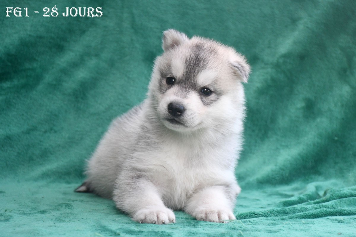 de la source du Montet - Chiots disponibles - Siberian Husky