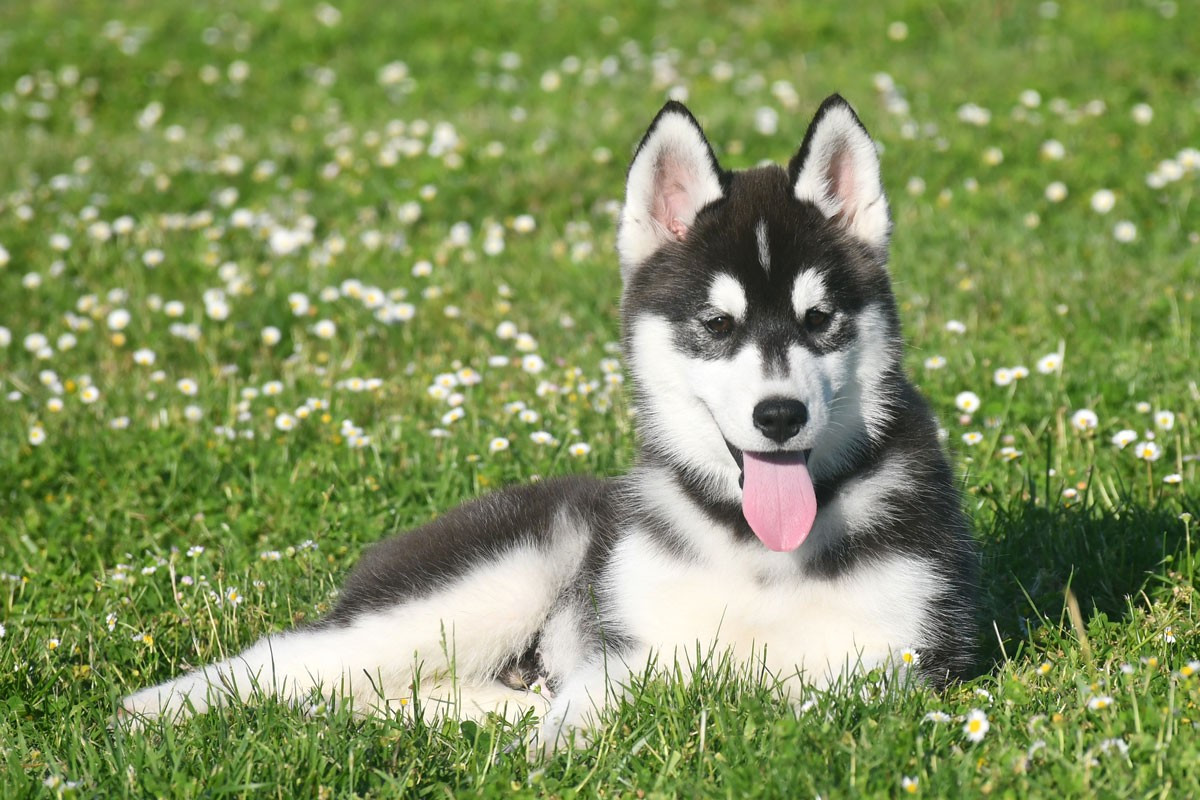 de la source du Montet - Chiots disponibles - Siberian Husky