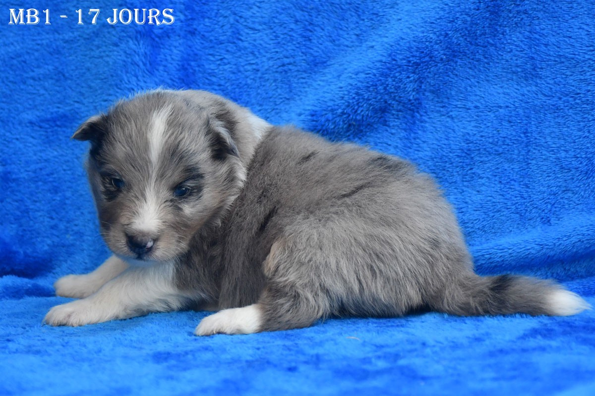 de la source du Montet - Chiots disponibles - Shetland Sheepdog