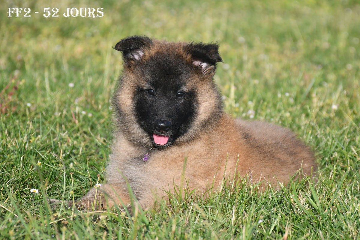 de la source du Montet - Chiots disponibles - Berger Belge