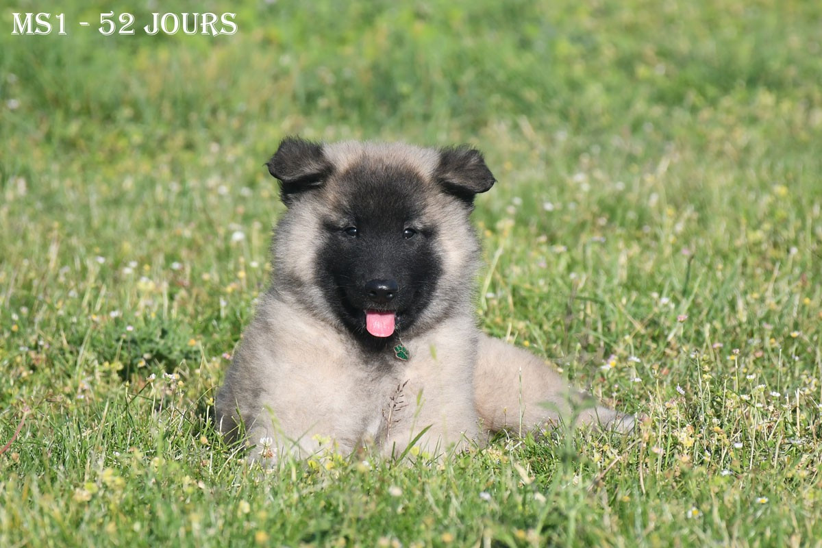 de la source du Montet - Chiots disponibles - Berger Belge