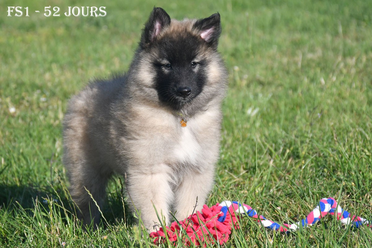 de la source du Montet - Chiots disponibles - Berger Belge