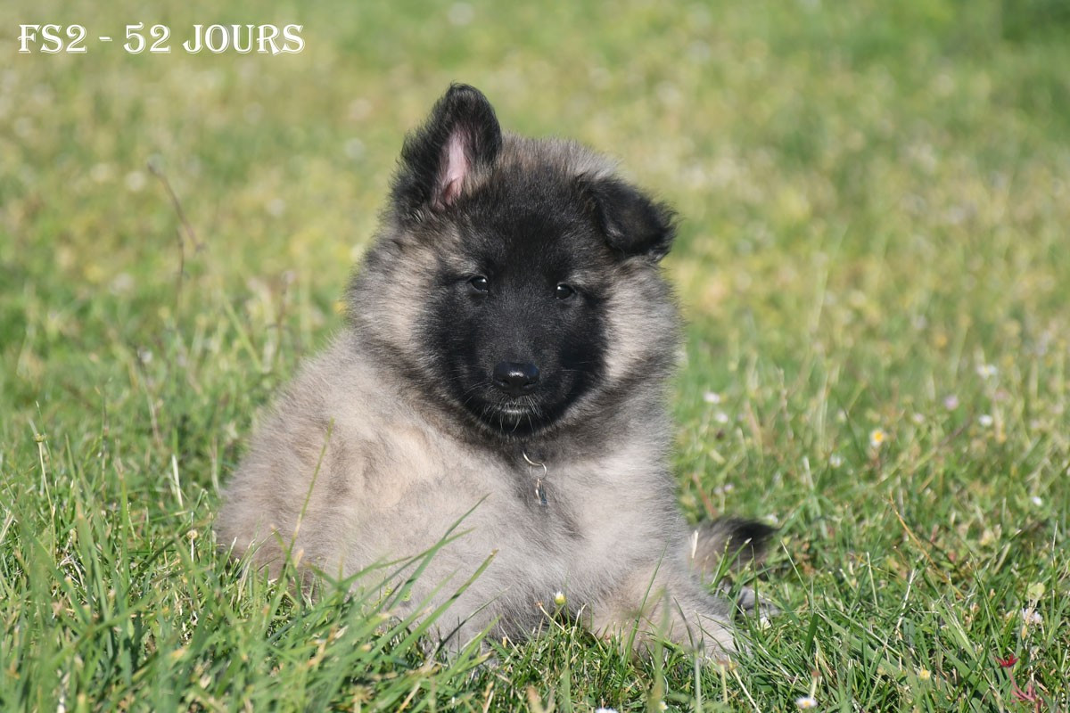 de la source du Montet - Chiots disponibles - Berger Belge