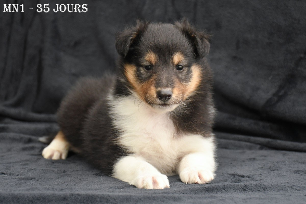 de la source du Montet - Chiots disponibles - Shetland Sheepdog
