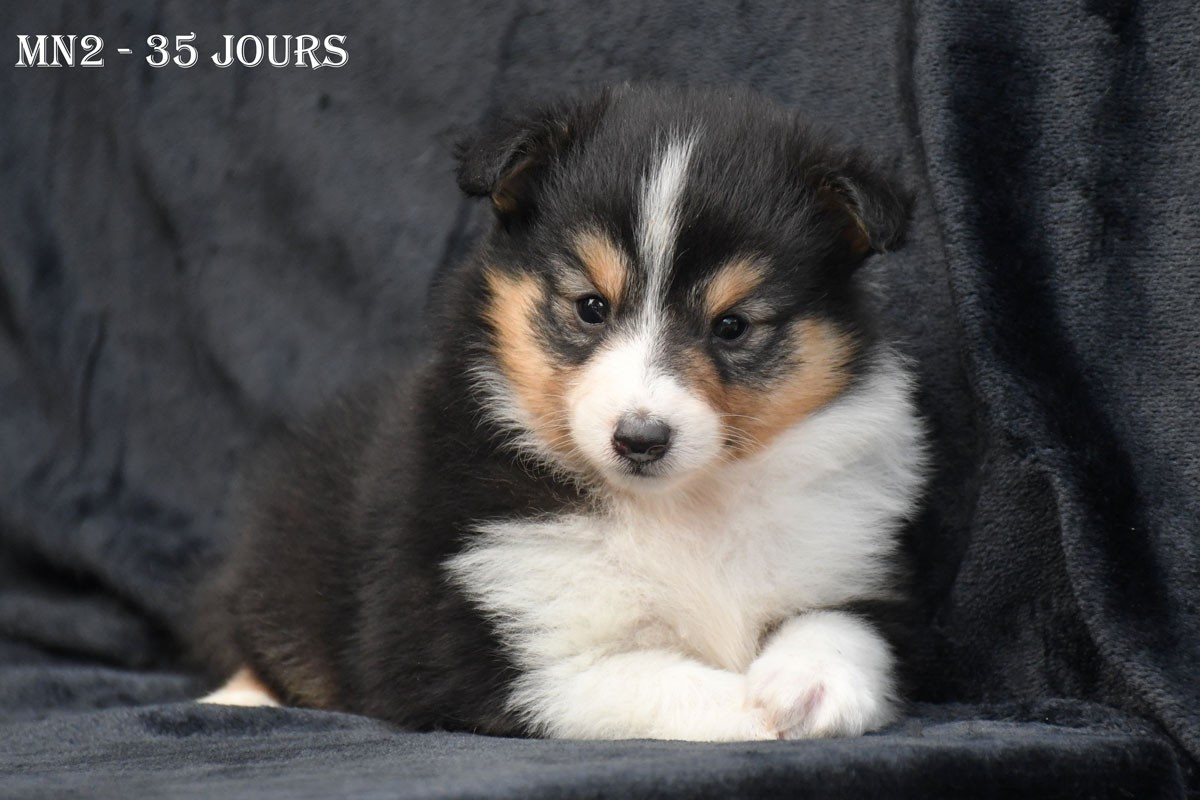 de la source du Montet - Chiots disponibles - Shetland Sheepdog