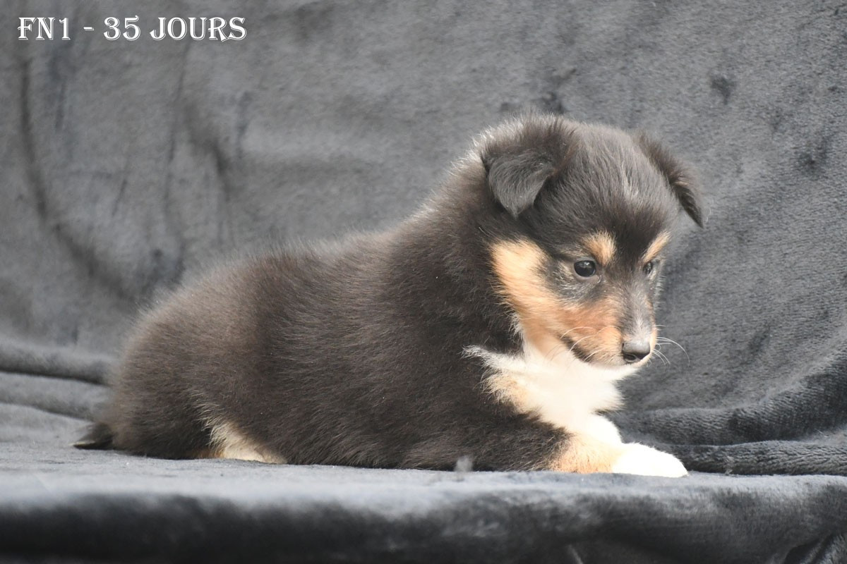 de la source du Montet - Chiots disponibles - Shetland Sheepdog