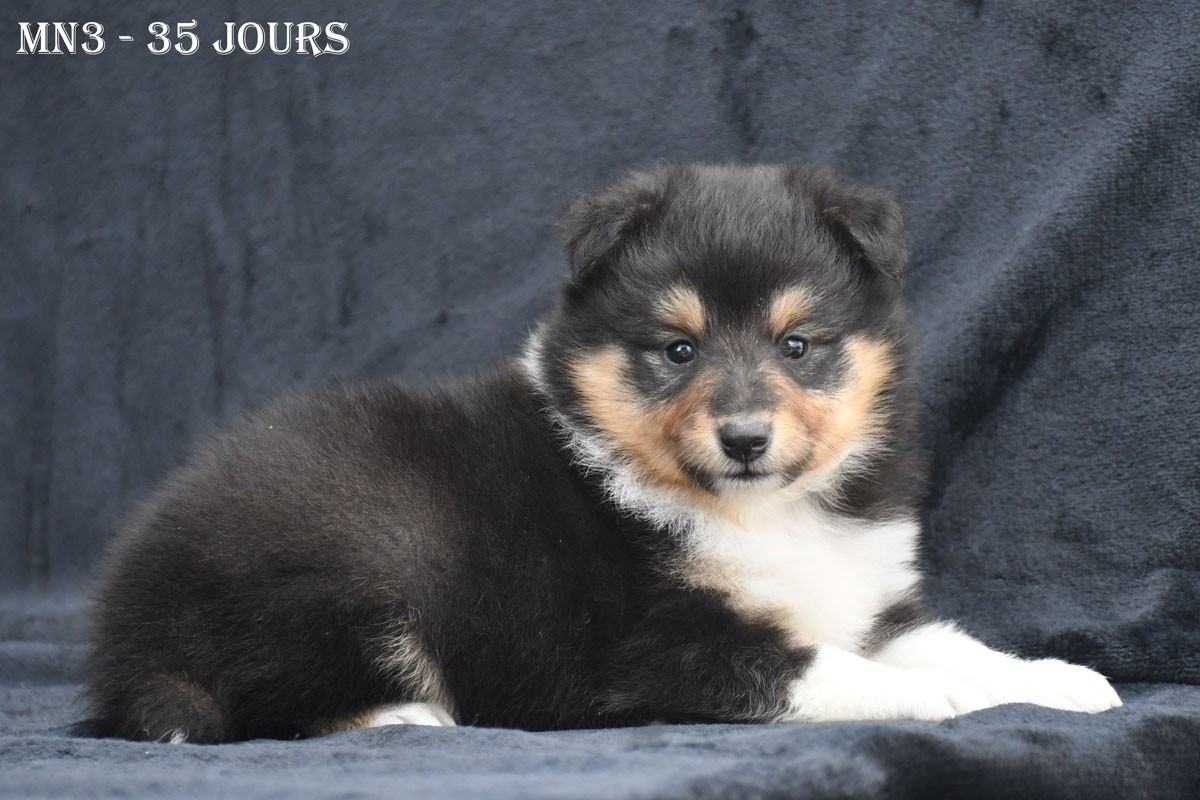 Chiot Shetland Sheepdog de la source du Montet