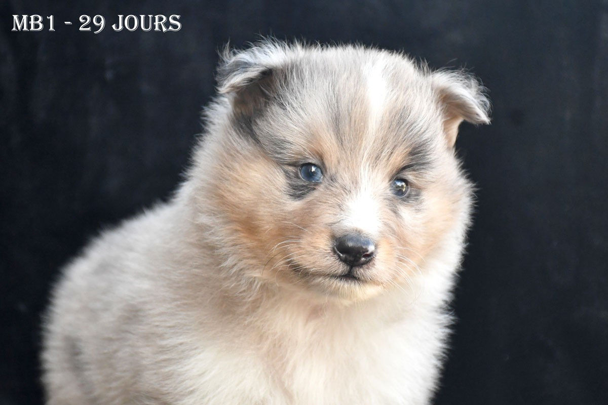 de la source du Montet - Chiots disponibles - Shetland Sheepdog