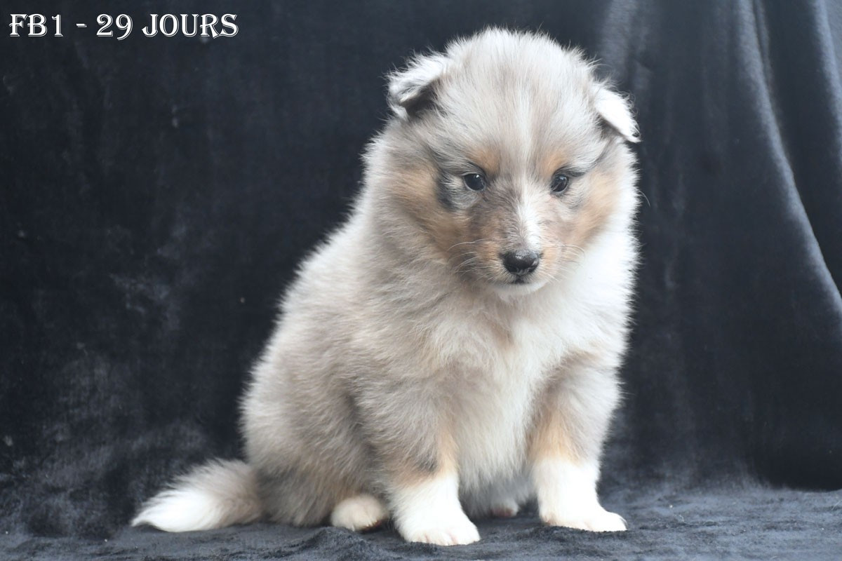 de la source du Montet - Chiots disponibles - Shetland Sheepdog