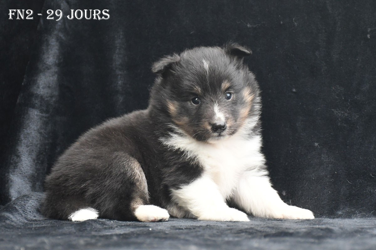 de la source du Montet - Chiots disponibles - Shetland Sheepdog