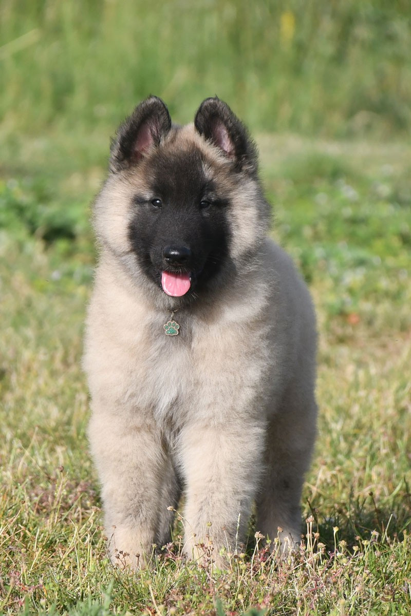 de la source du Montet - Chiots disponibles - Berger Belge