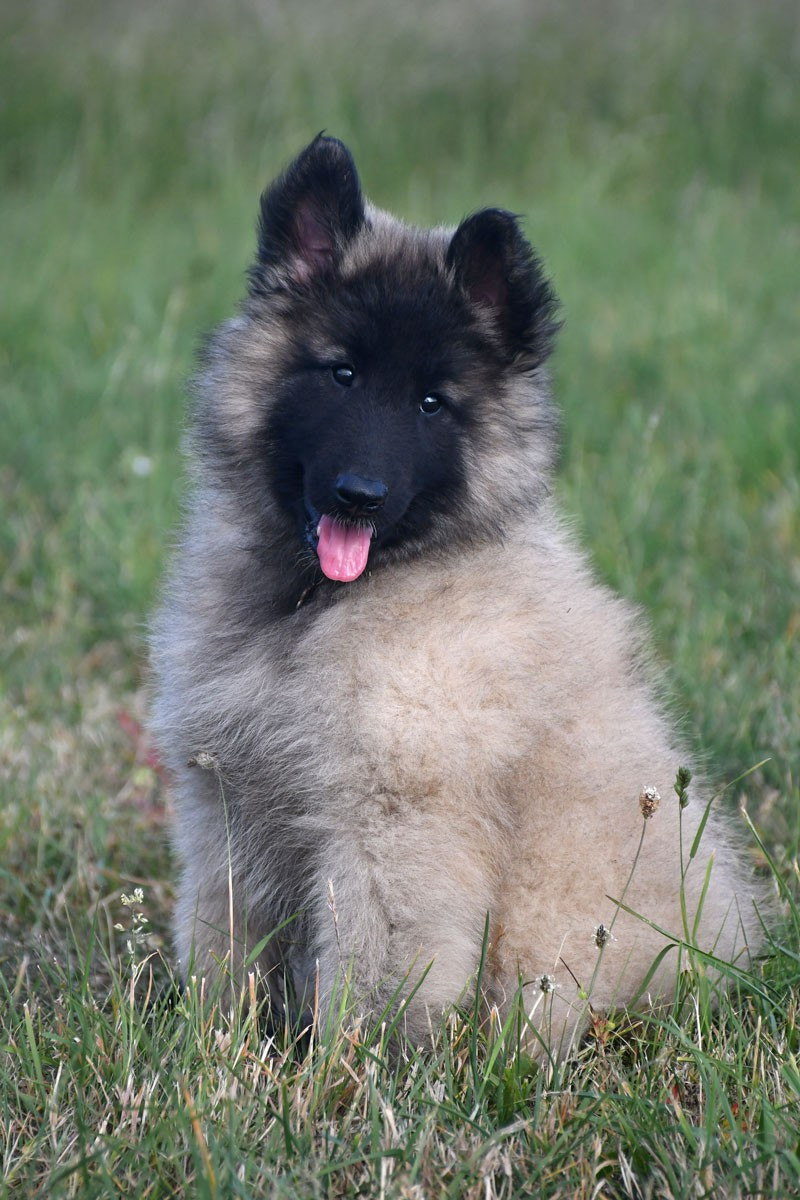 de la source du Montet - Chiots disponibles - Berger Belge
