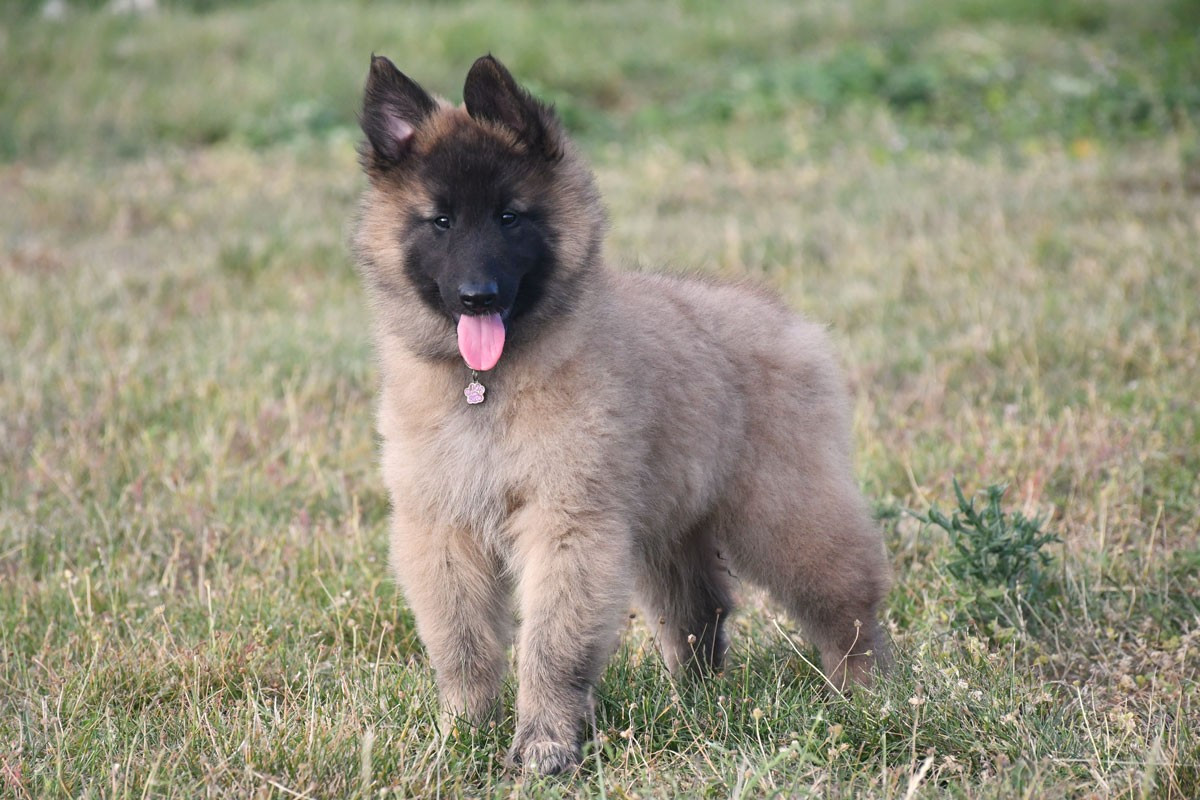de la source du Montet - Chiots disponibles - Berger Belge