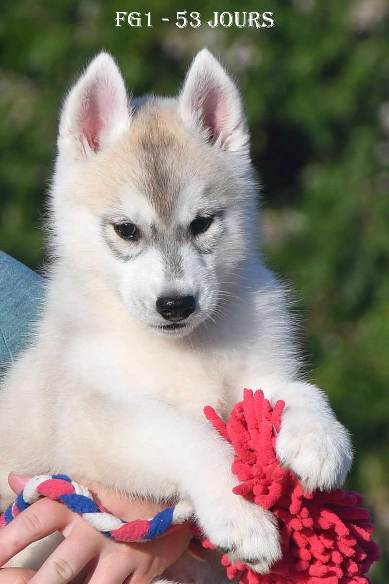 de la source du Montet - Chiots disponibles - Siberian Husky