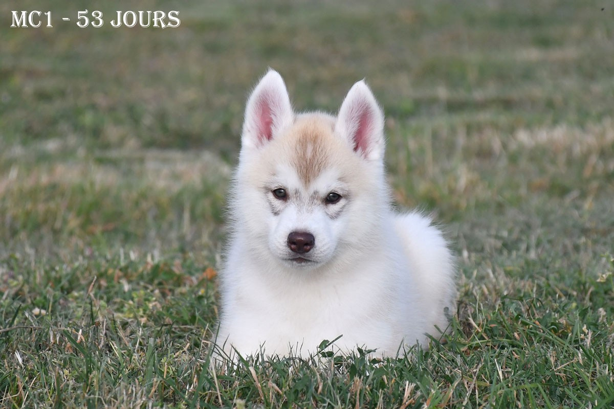 de la source du Montet - Chiots disponibles - Siberian Husky