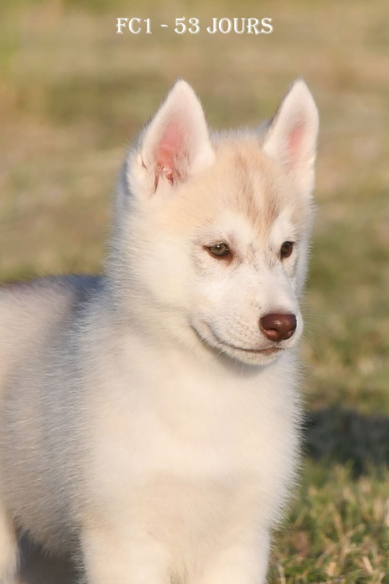 de la source du Montet - Chiots disponibles - Siberian Husky