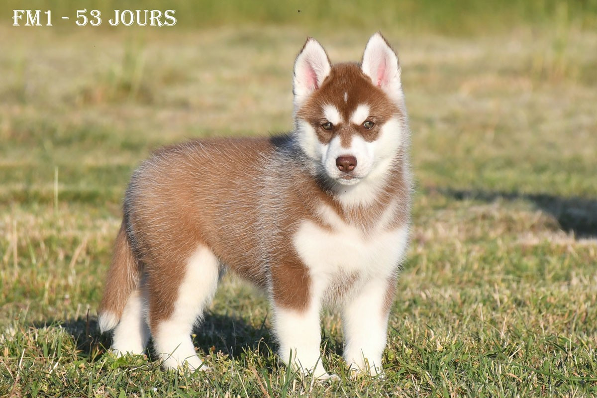 de la source du Montet - Chiots disponibles - Siberian Husky