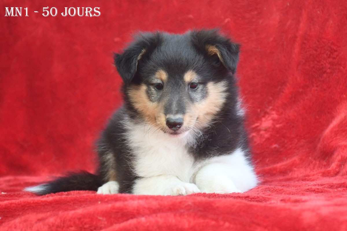 de la source du Montet - Chiots disponibles - Shetland Sheepdog