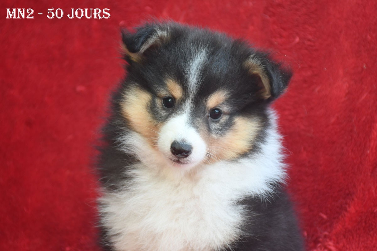 de la source du Montet - Chiots disponibles - Shetland Sheepdog