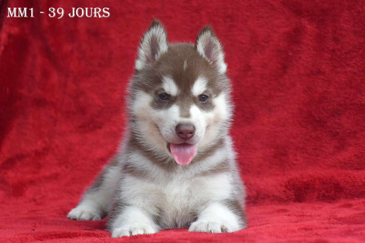de la source du Montet - Chiots disponibles - Siberian Husky