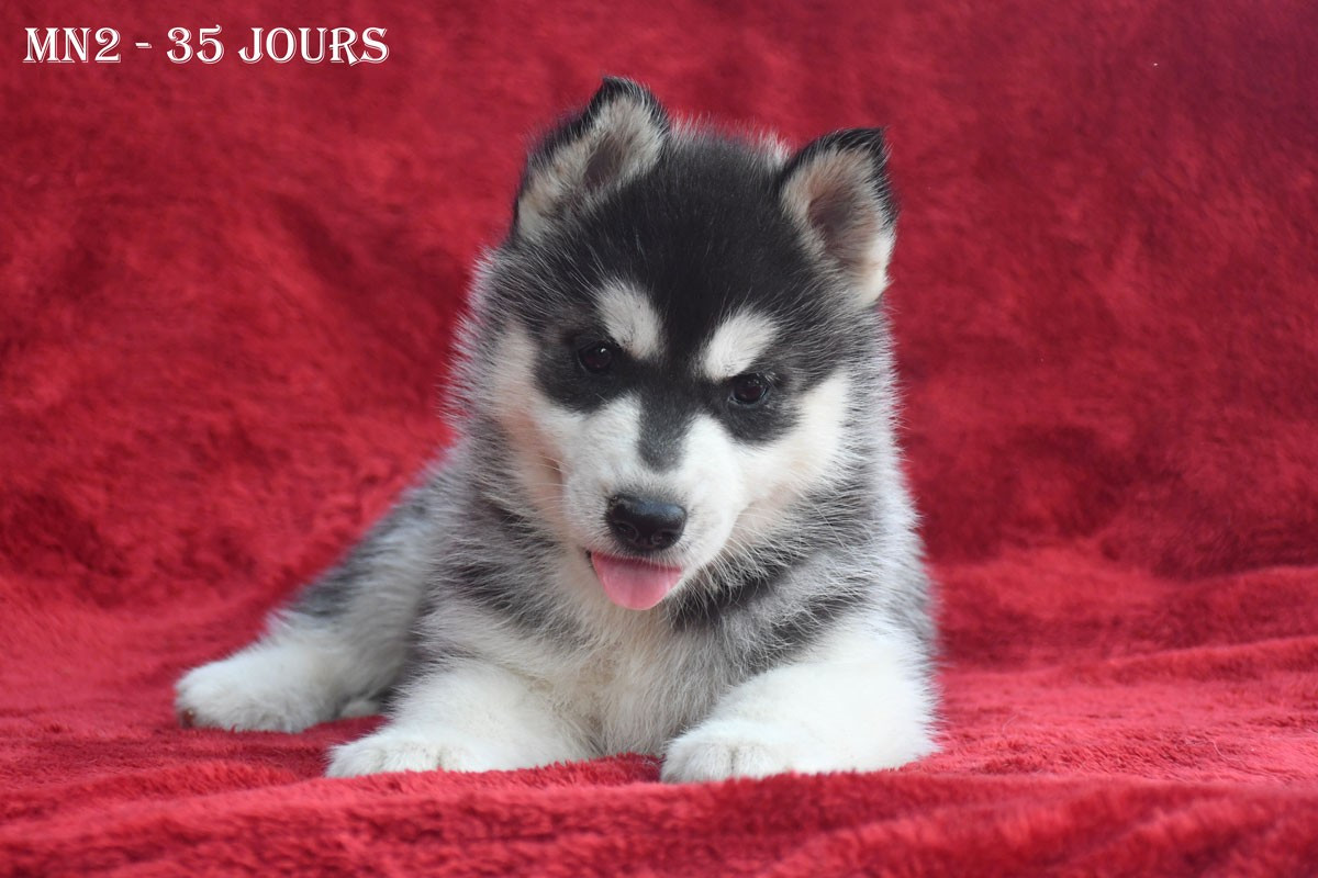 de la source du Montet - Chiots disponibles - Siberian Husky