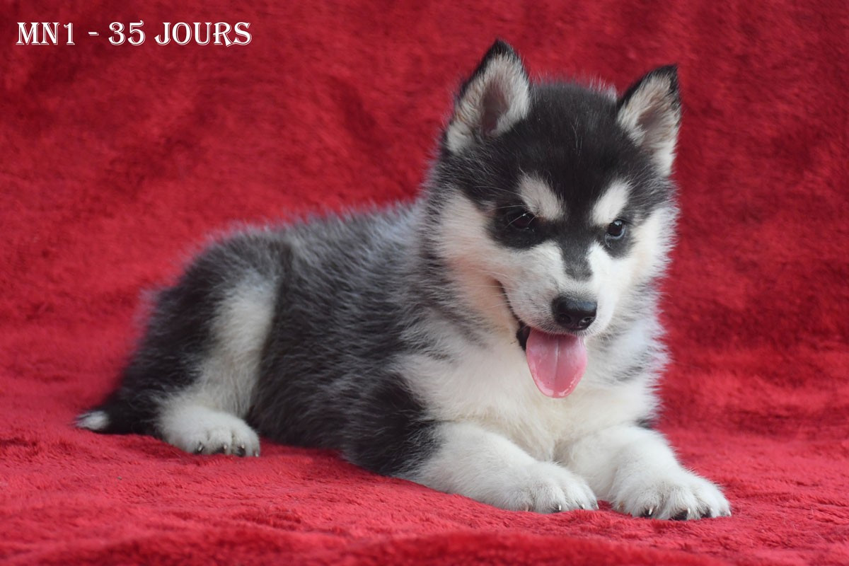 de la source du Montet - Chiots disponibles - Siberian Husky