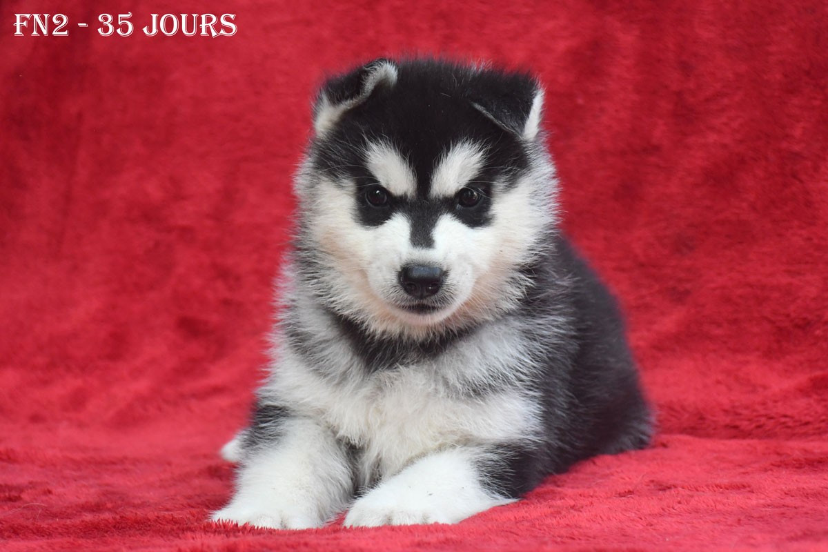 de la source du Montet - Chiots disponibles - Siberian Husky