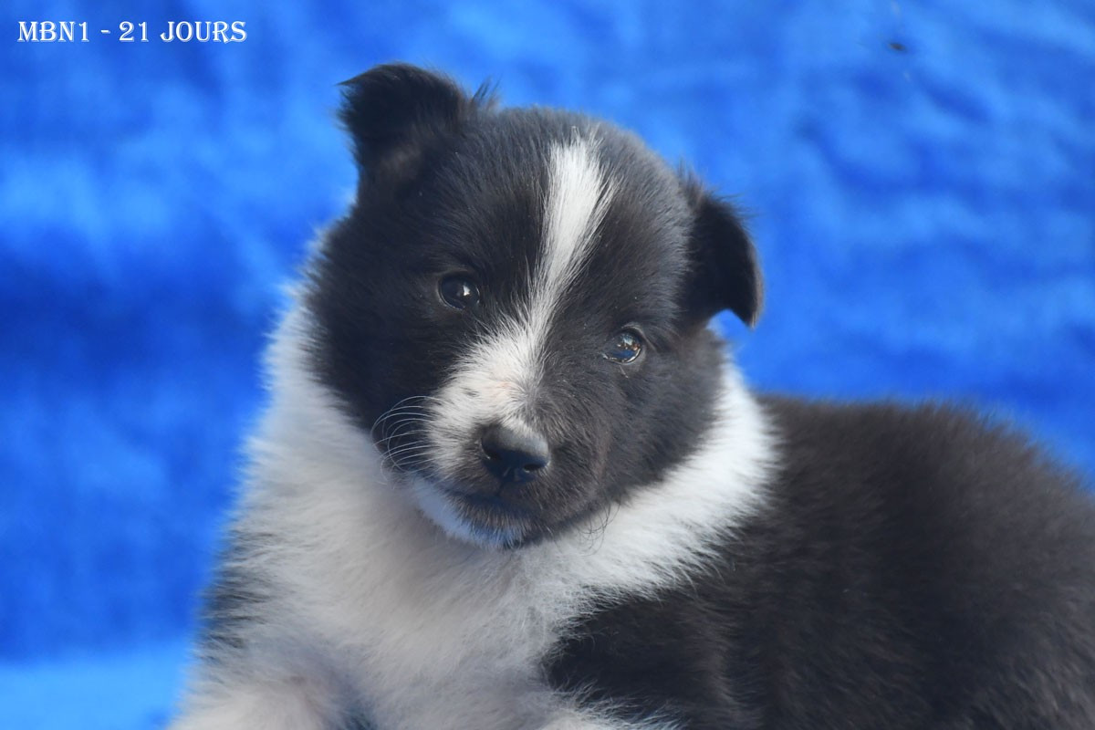 de la source du Montet - Chiots disponibles - Shetland Sheepdog