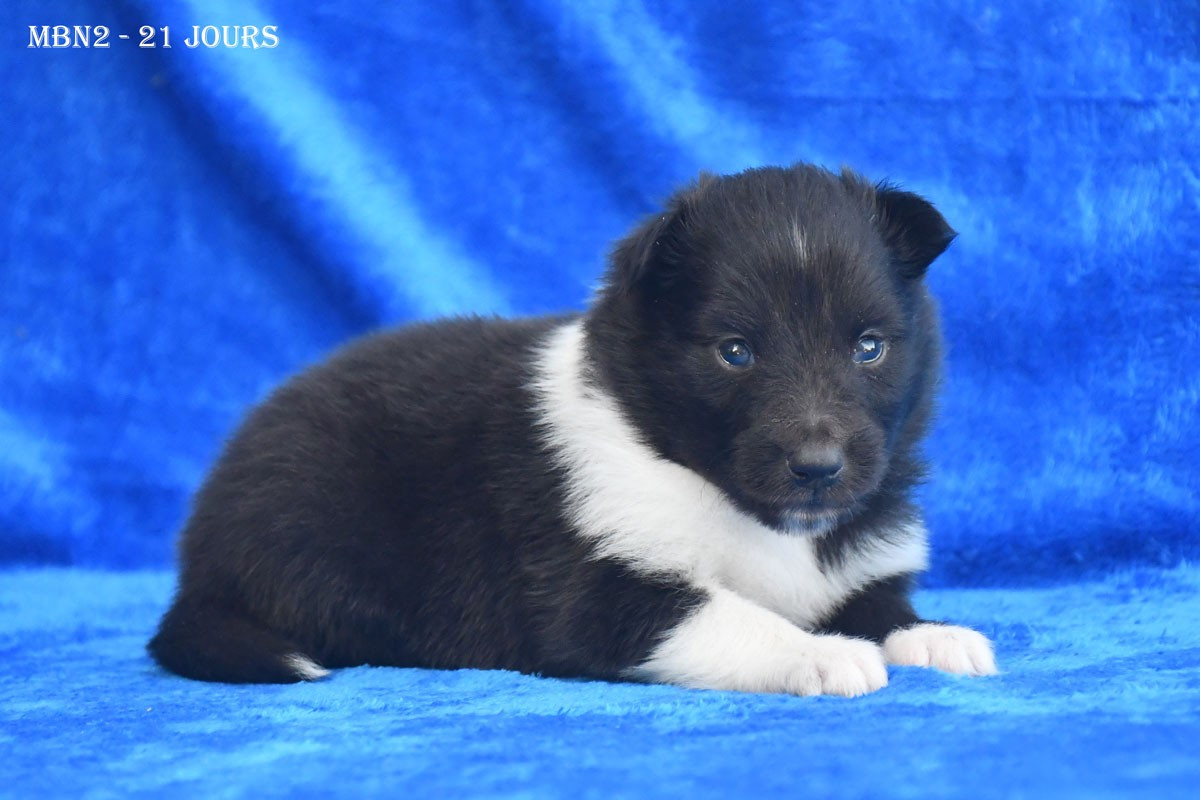 de la source du Montet - Chiots disponibles - Shetland Sheepdog