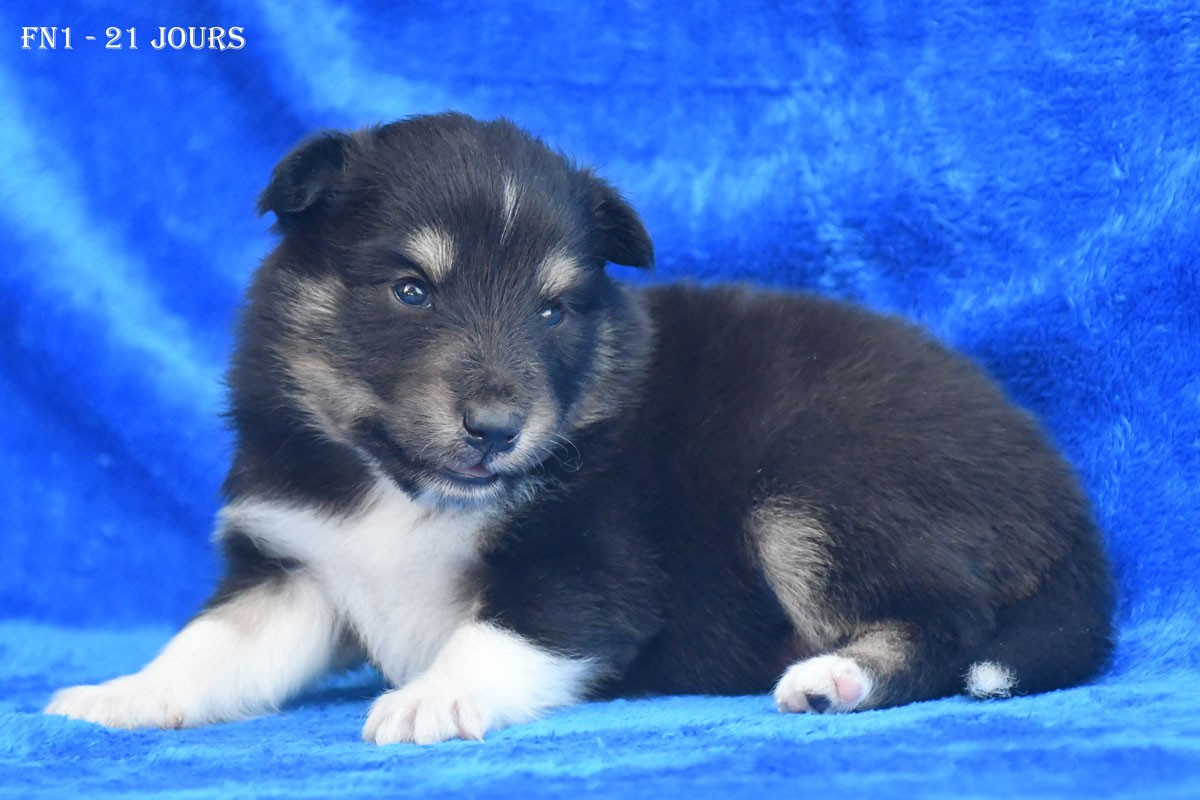 de la source du Montet - Chiots disponibles - Shetland Sheepdog