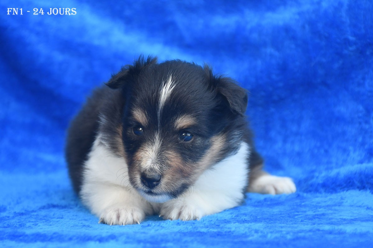 de la source du Montet - Chiots disponibles - Shetland Sheepdog