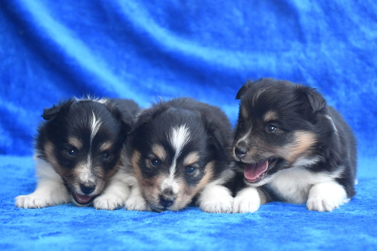 Chiot Shetland Sheepdog de la source du Montet