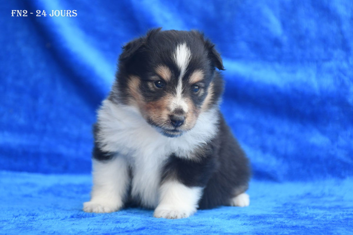 de la source du Montet - Chiots disponibles - Shetland Sheepdog