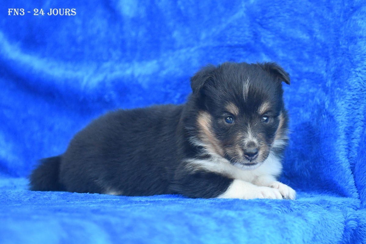 de la source du Montet - Chiots disponibles - Shetland Sheepdog