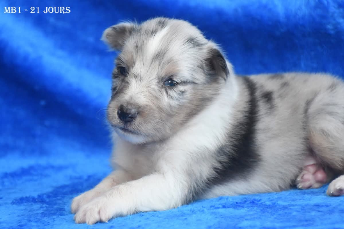 de la source du Montet - Chiots disponibles - Shetland Sheepdog