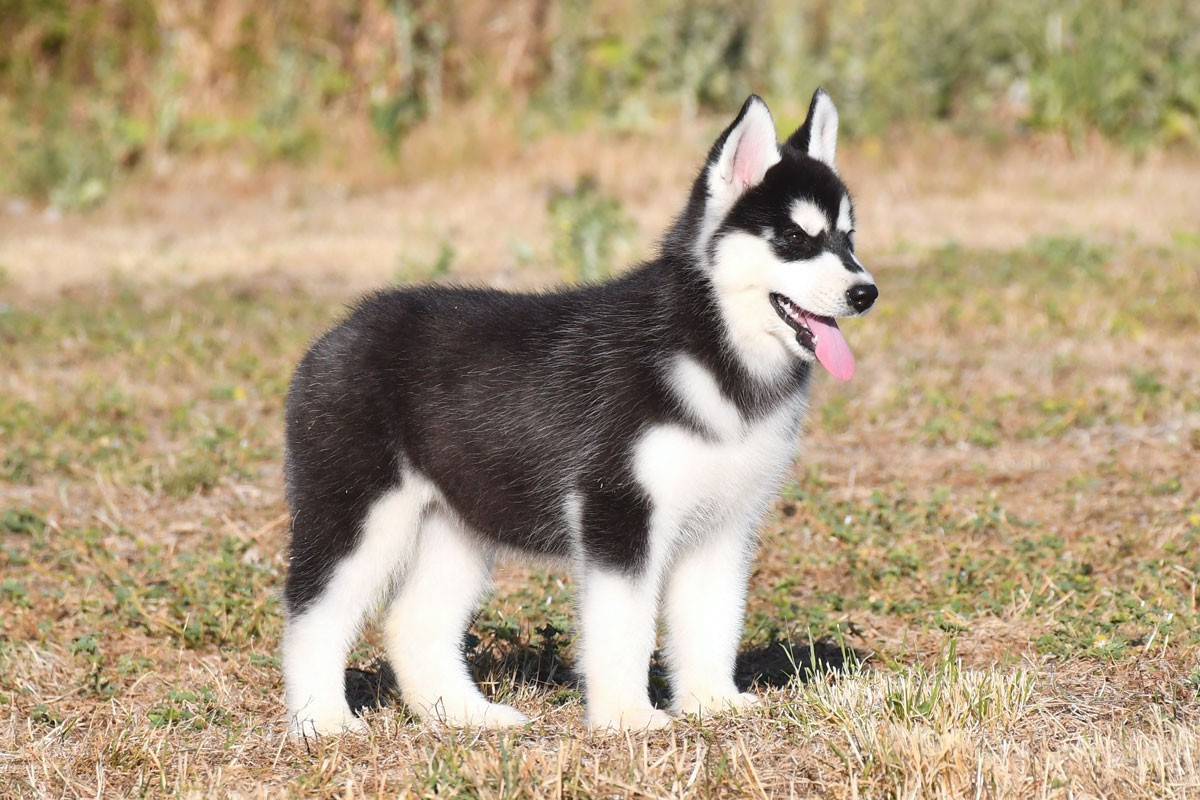 de la source du Montet - Chiots disponibles - Siberian Husky