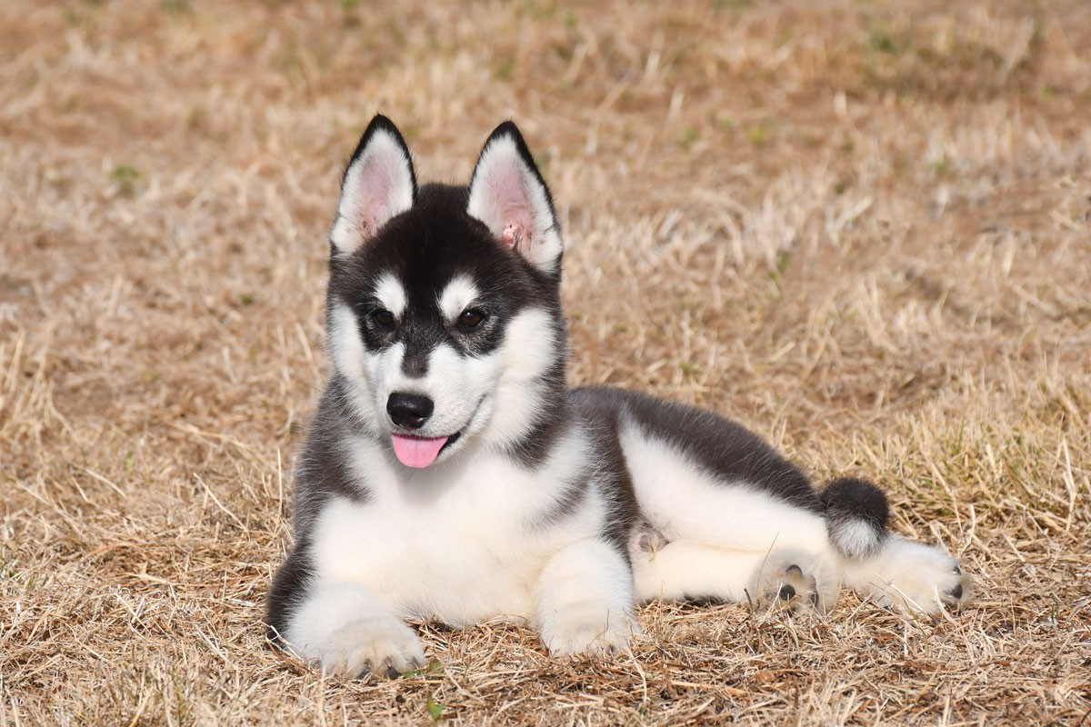 de la source du Montet - Chiots disponibles - Siberian Husky