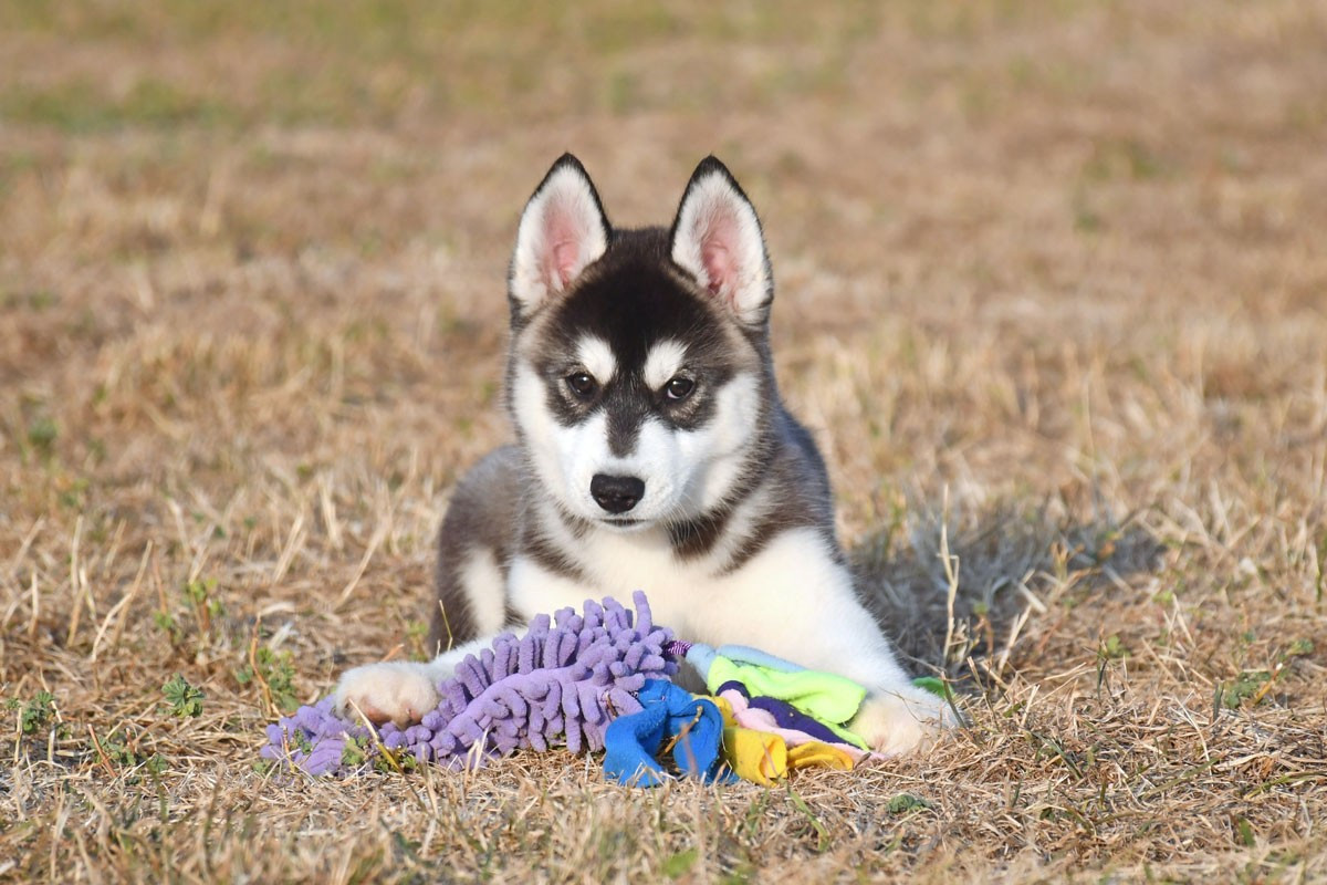 de la source du Montet - Chiots disponibles - Siberian Husky